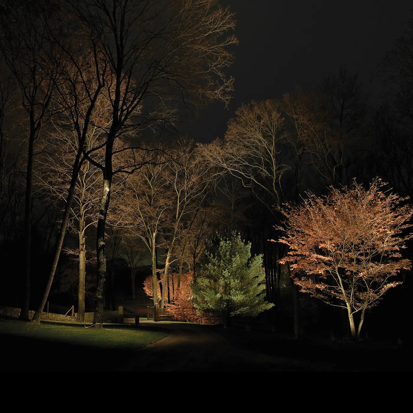 Mature trees uplit at night at the edge of a wooded lot