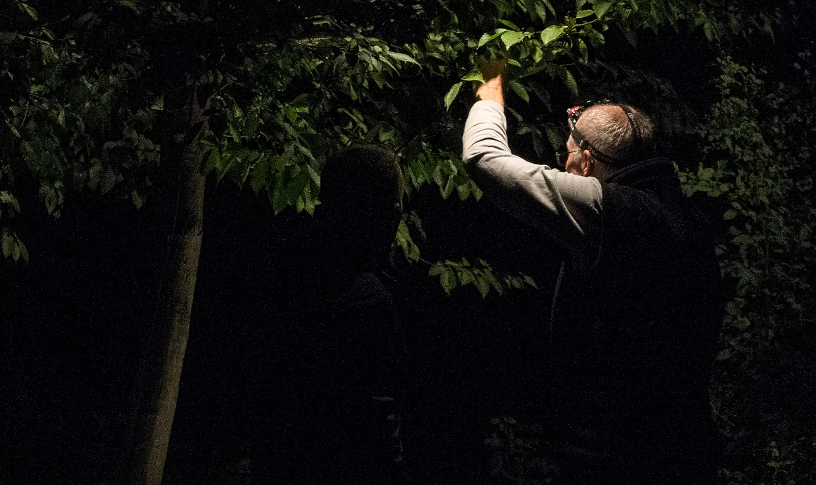 Hiroshi Kira mounting a light high in a tree at night
