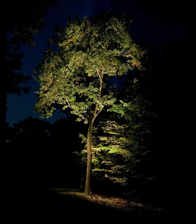 Single tree uplit from its base against a dark sky