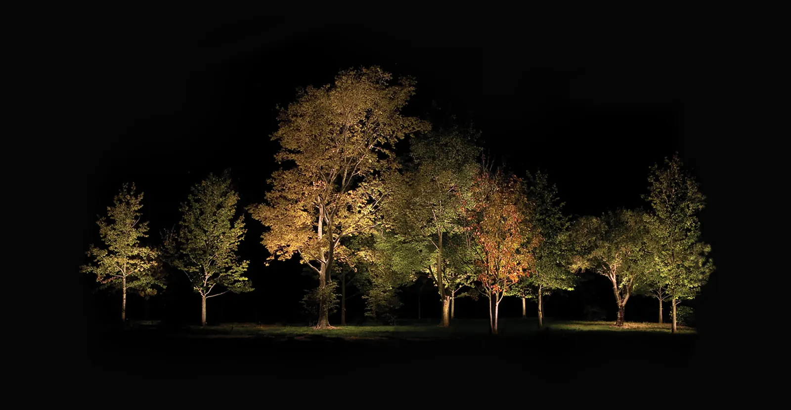 A row of trees uplit across a lawn at night
